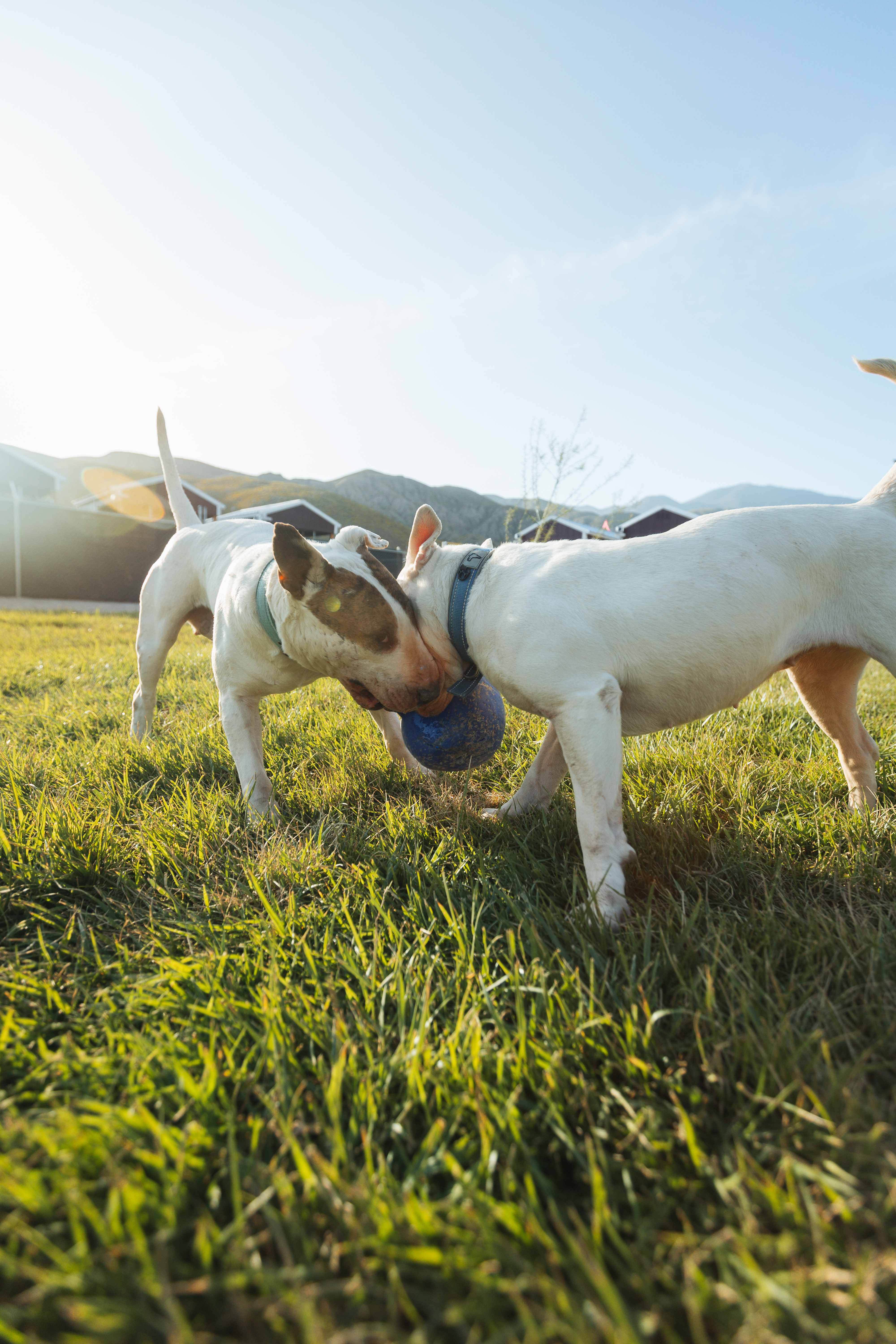 Bull terriers standing together