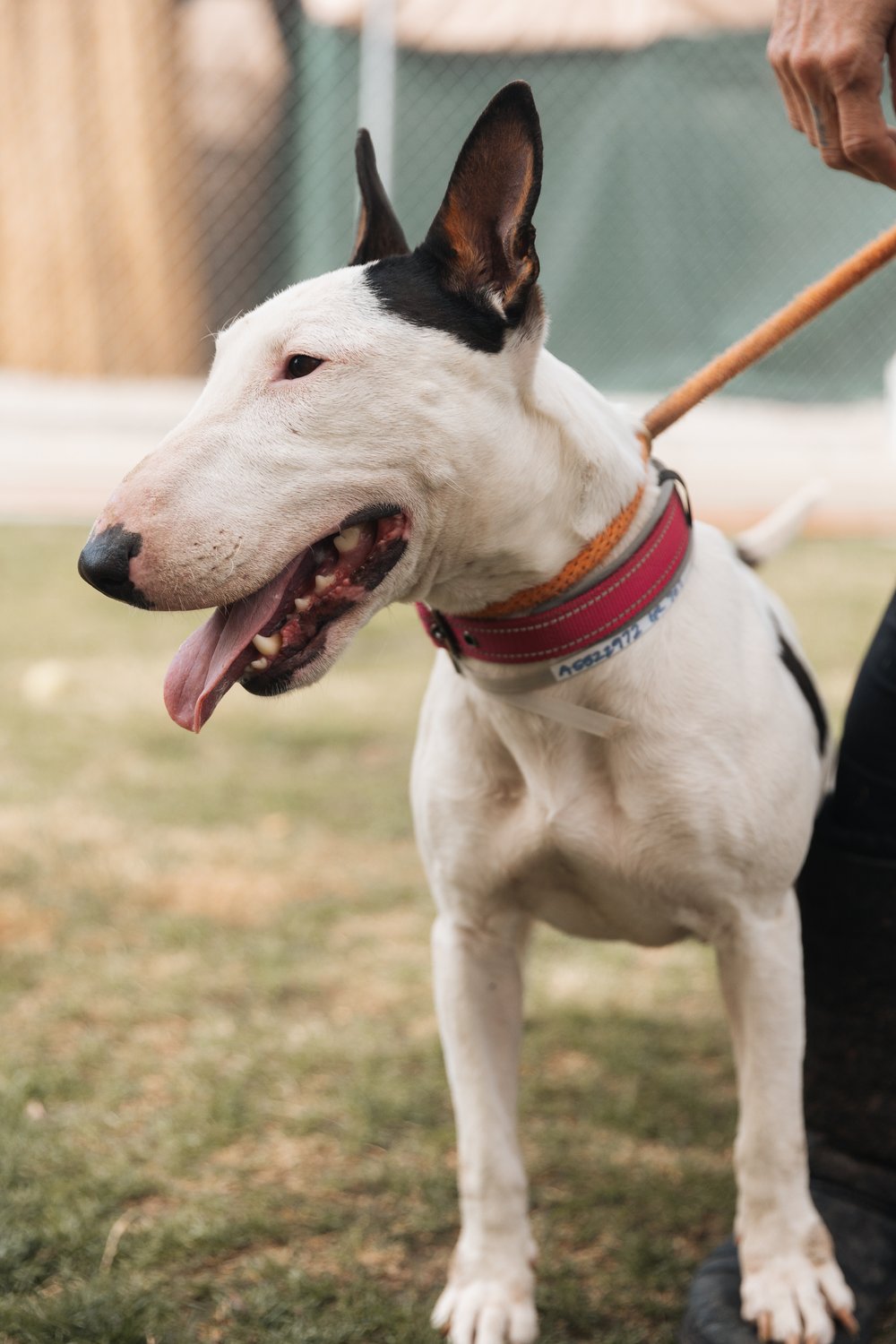 Bull Terrier portrait