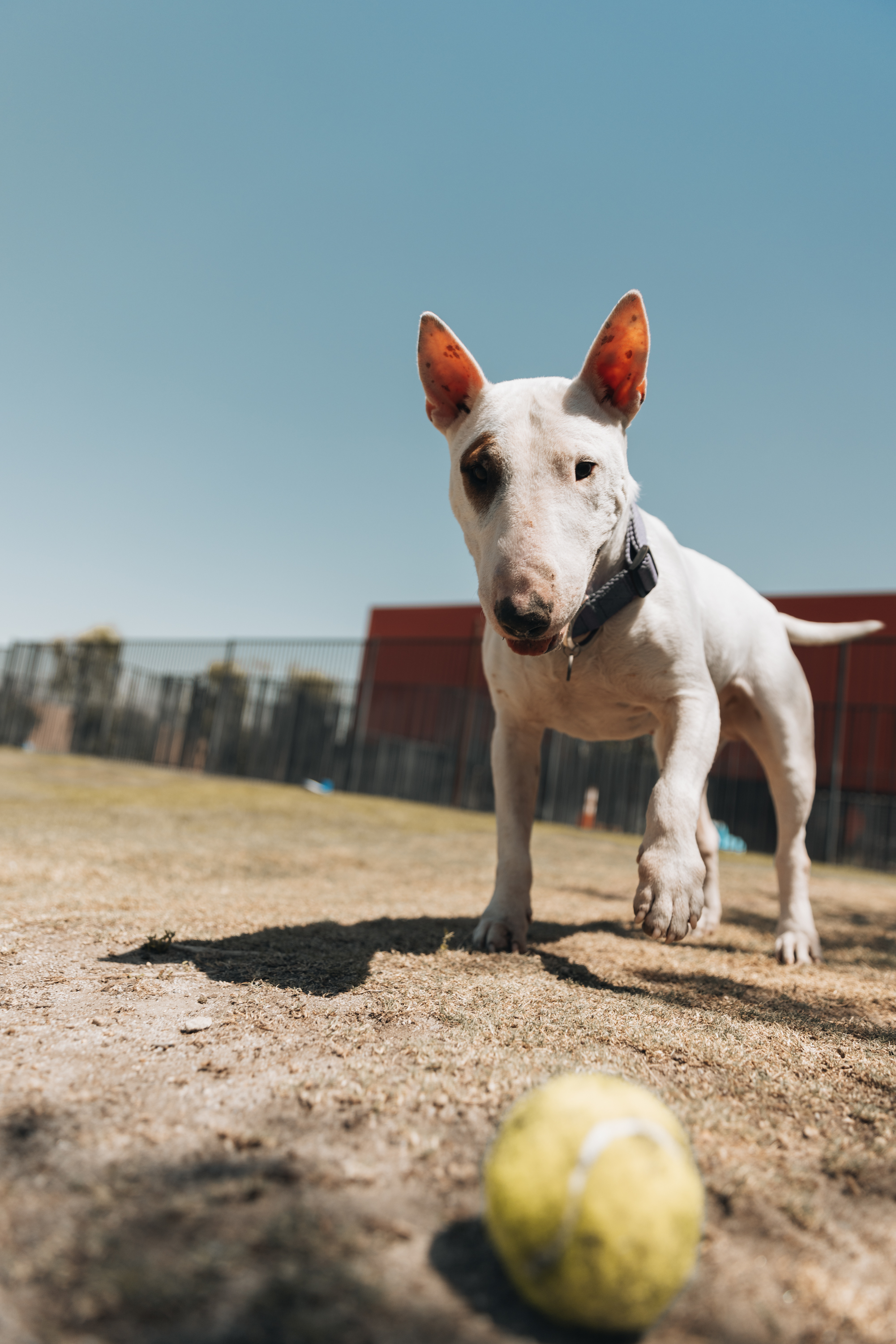 Bull Terrier portrait outdoors