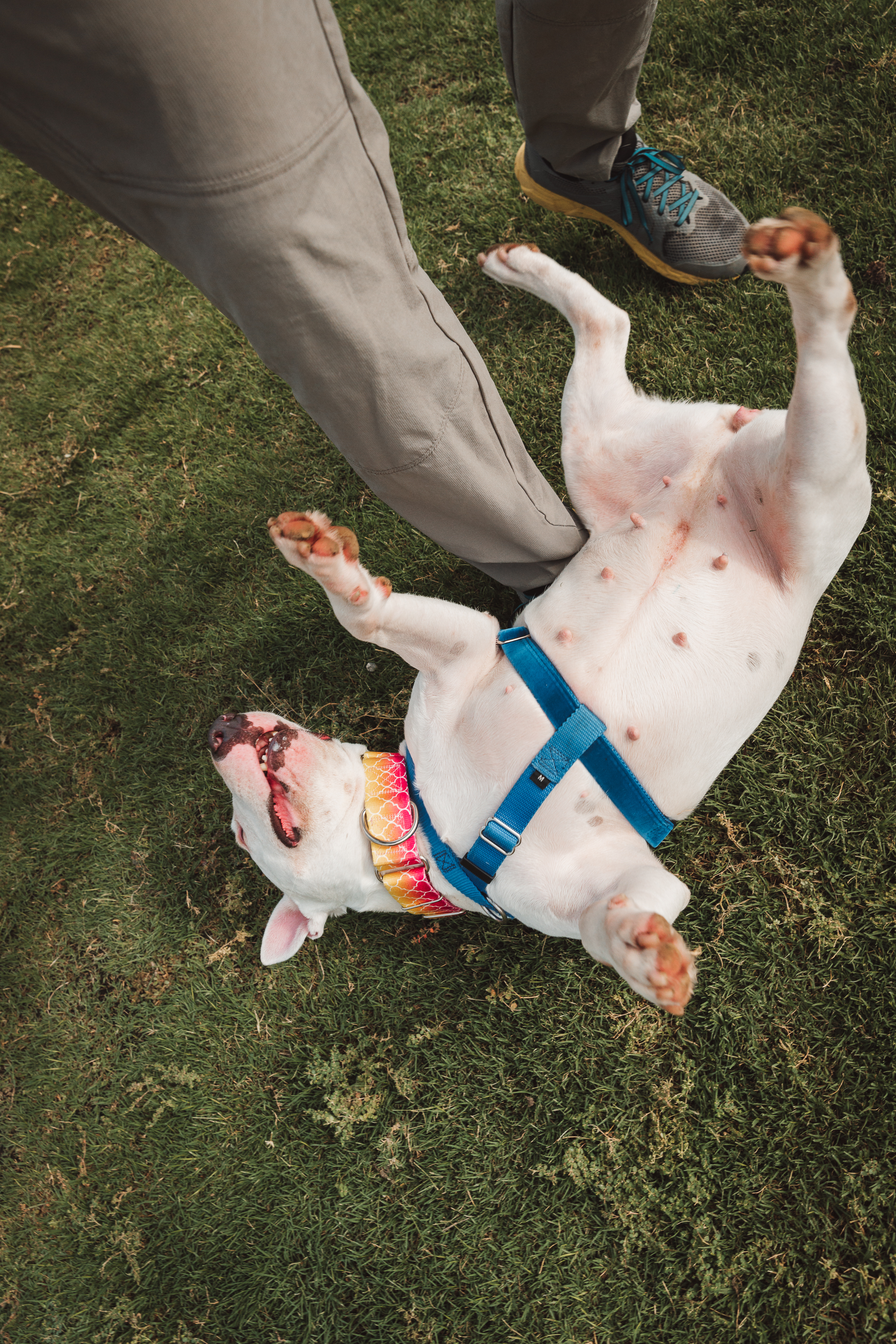 Bull terrier splashing in water