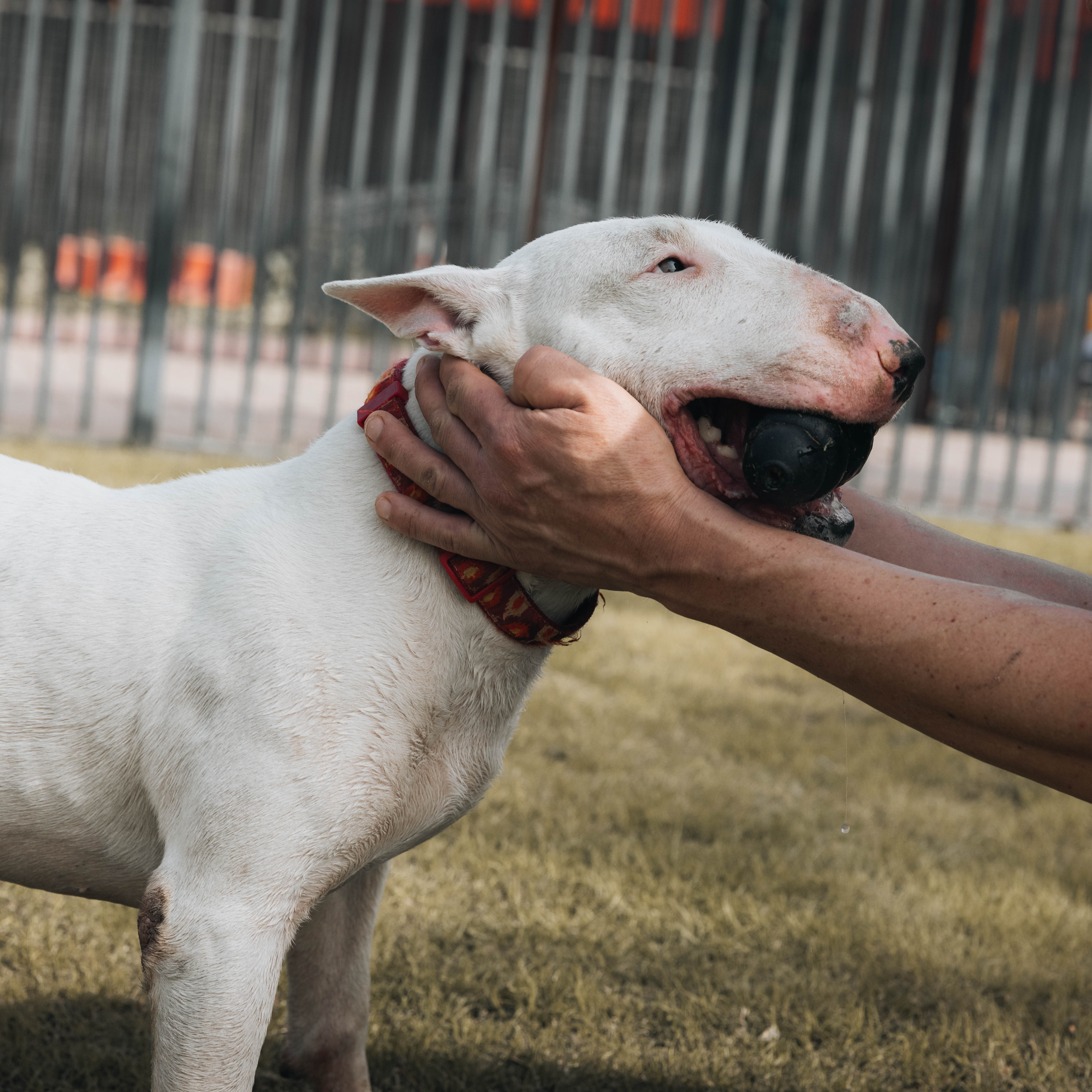 Bull Terrier portrait outdoors