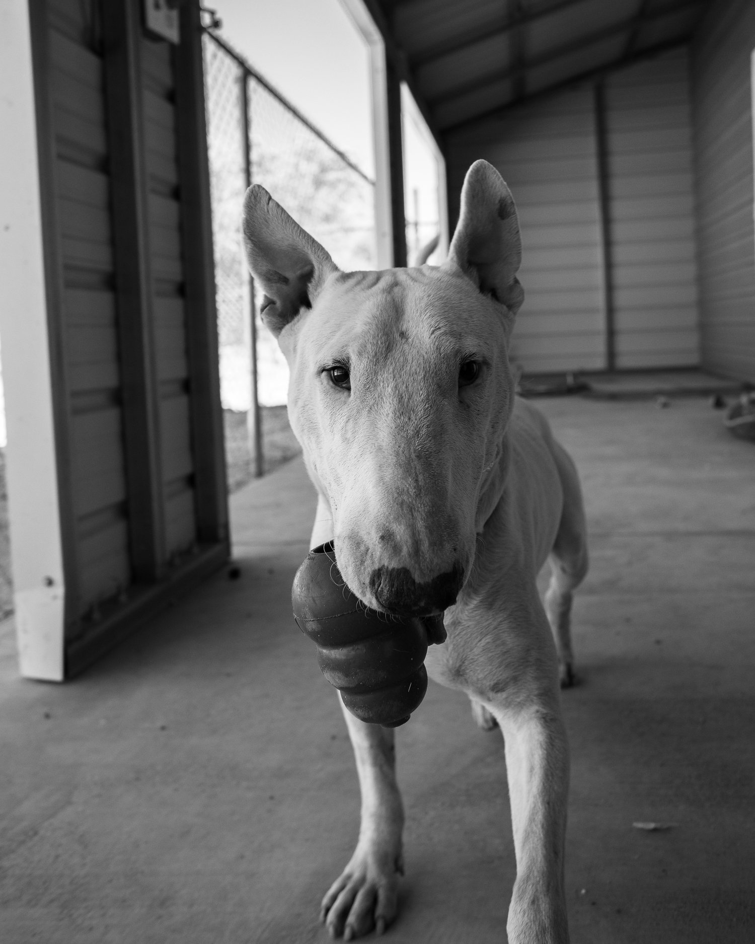 Bull Terrier outdoors