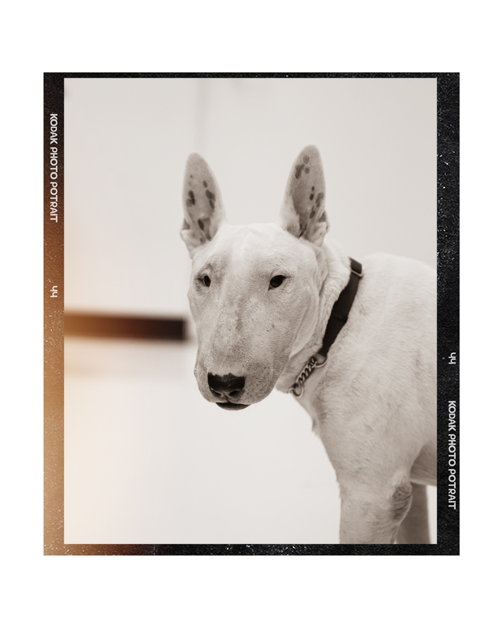 Byron the Bull Terrier